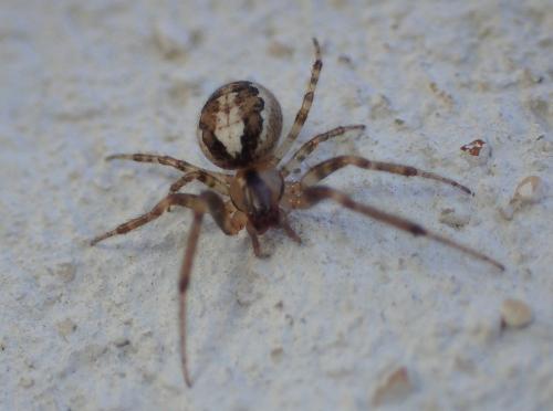 Zygiella x-notata